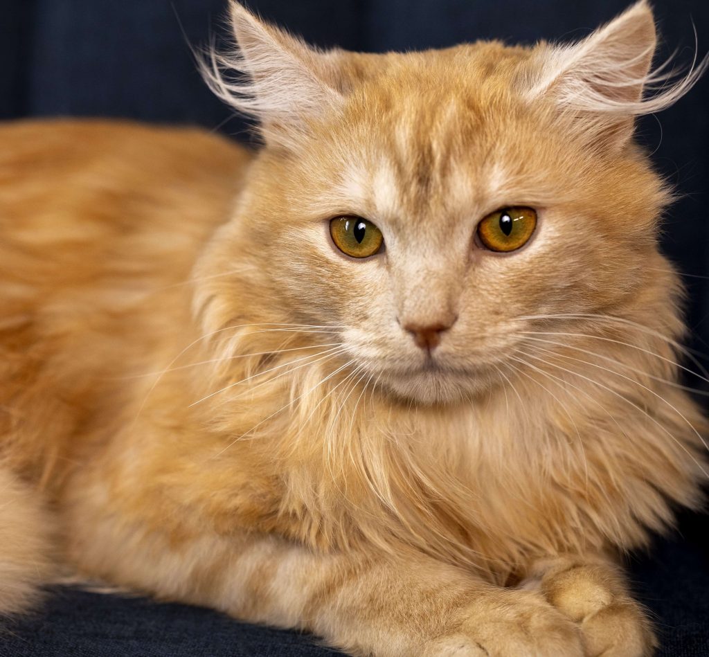 Maine Coon Cat