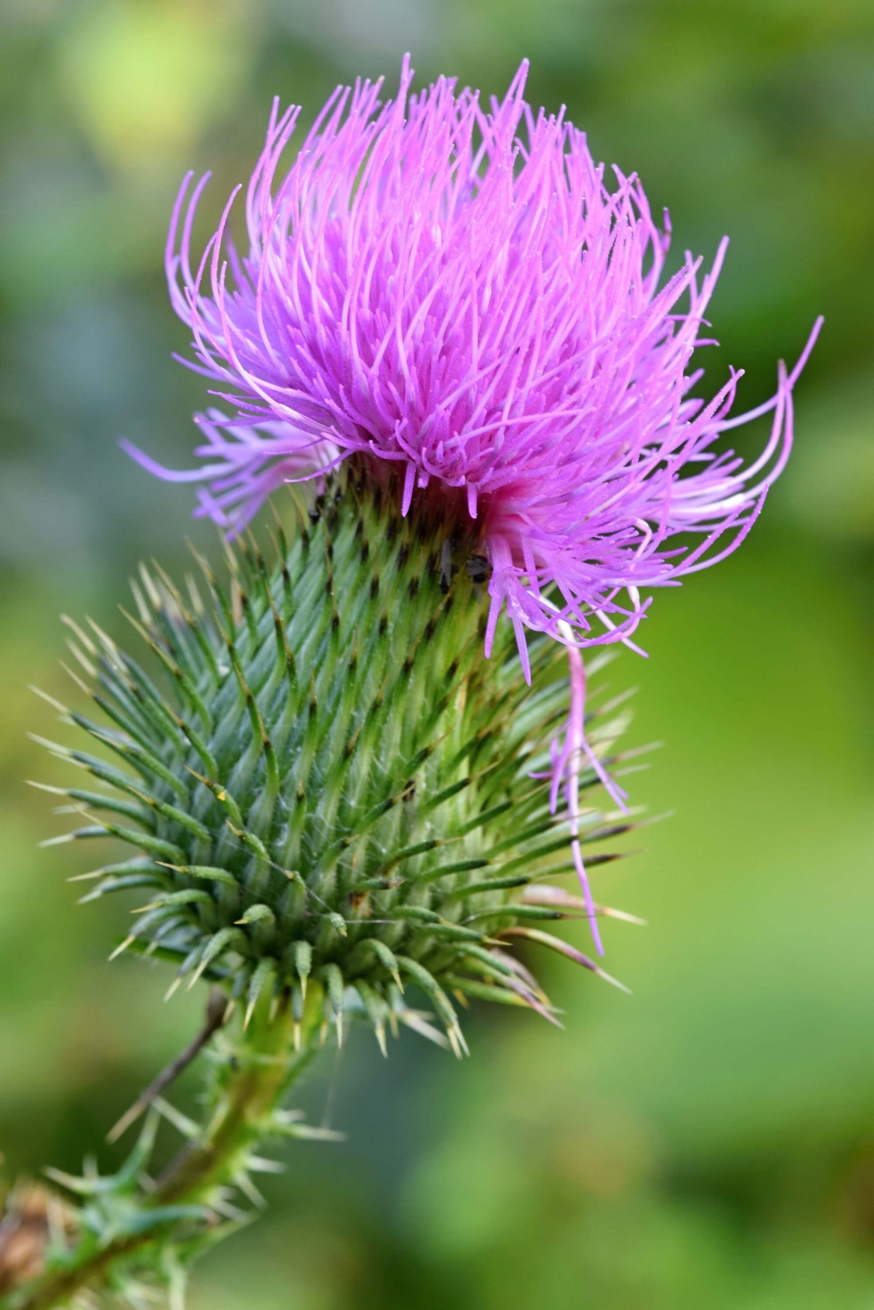 Milk Thistle